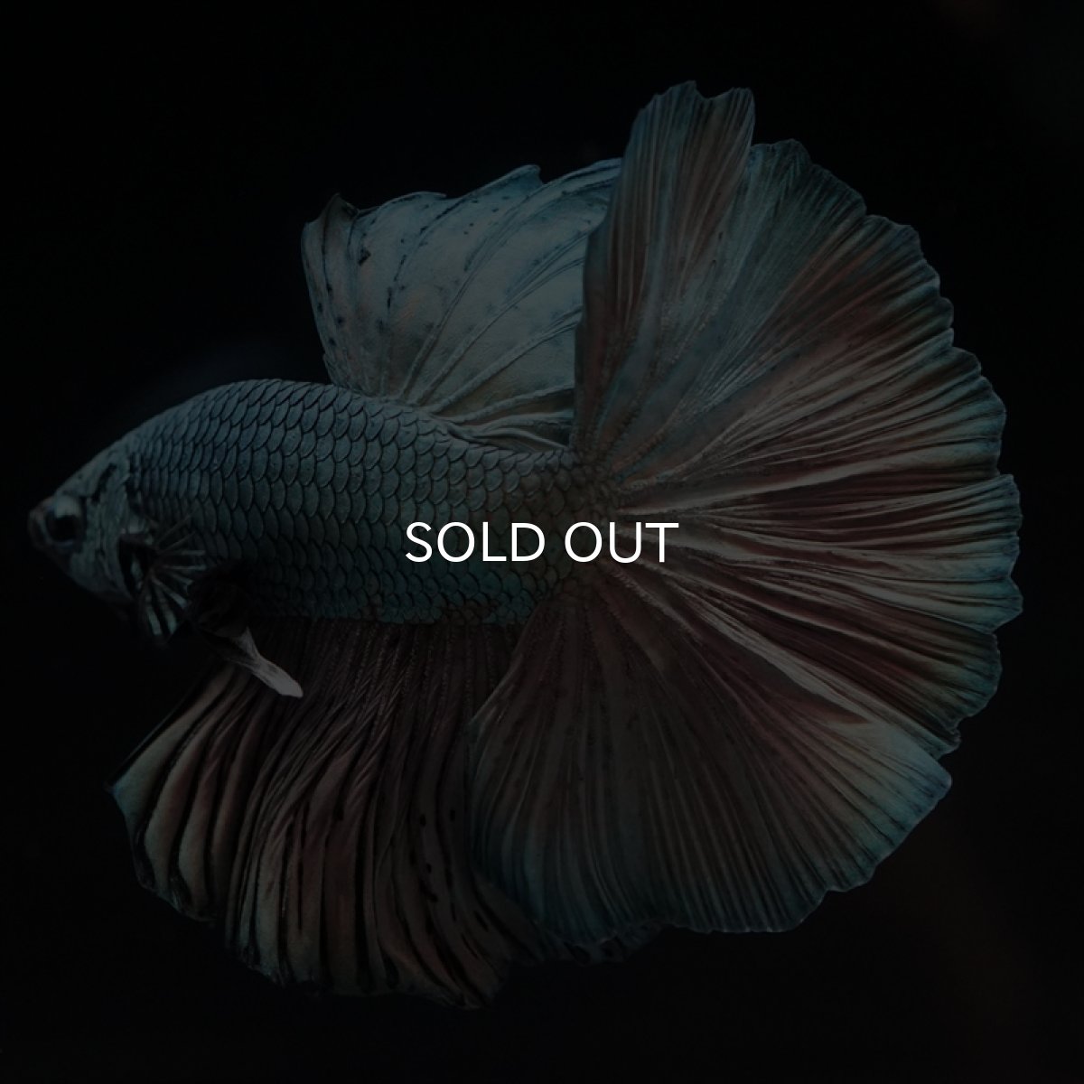 画像7: HM　カッパー (7)