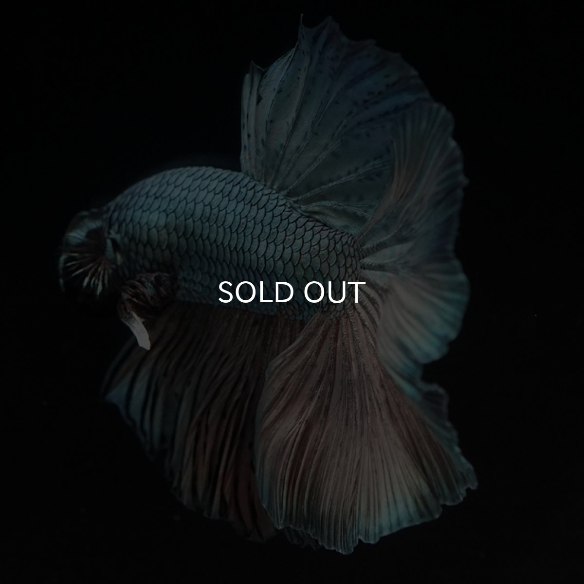 画像5: HM　カッパー (5)