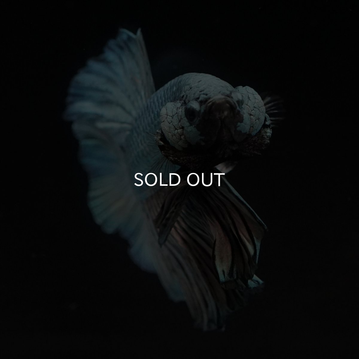 画像4: HM　カッパー (4)