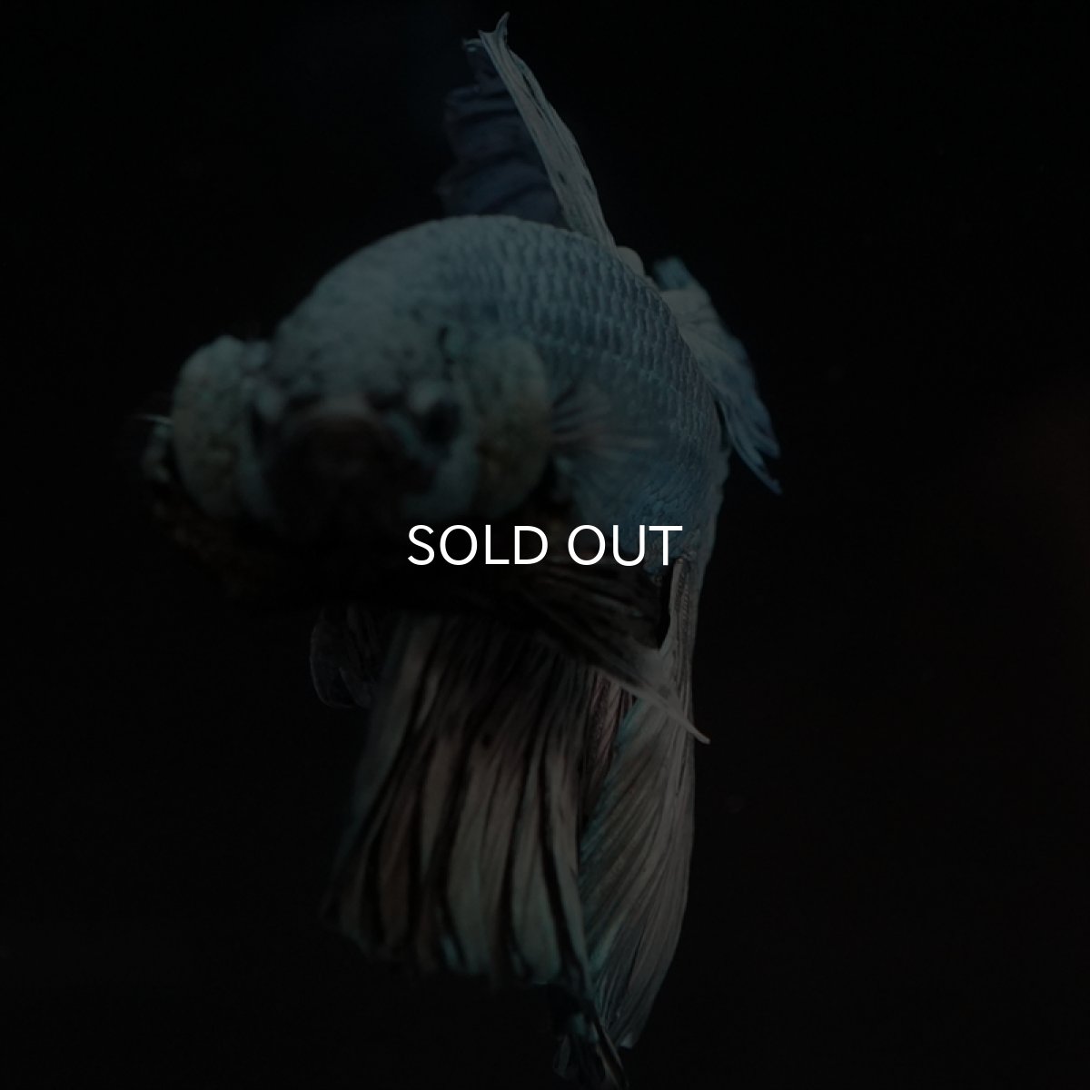 画像9: HM　カッパー (9)