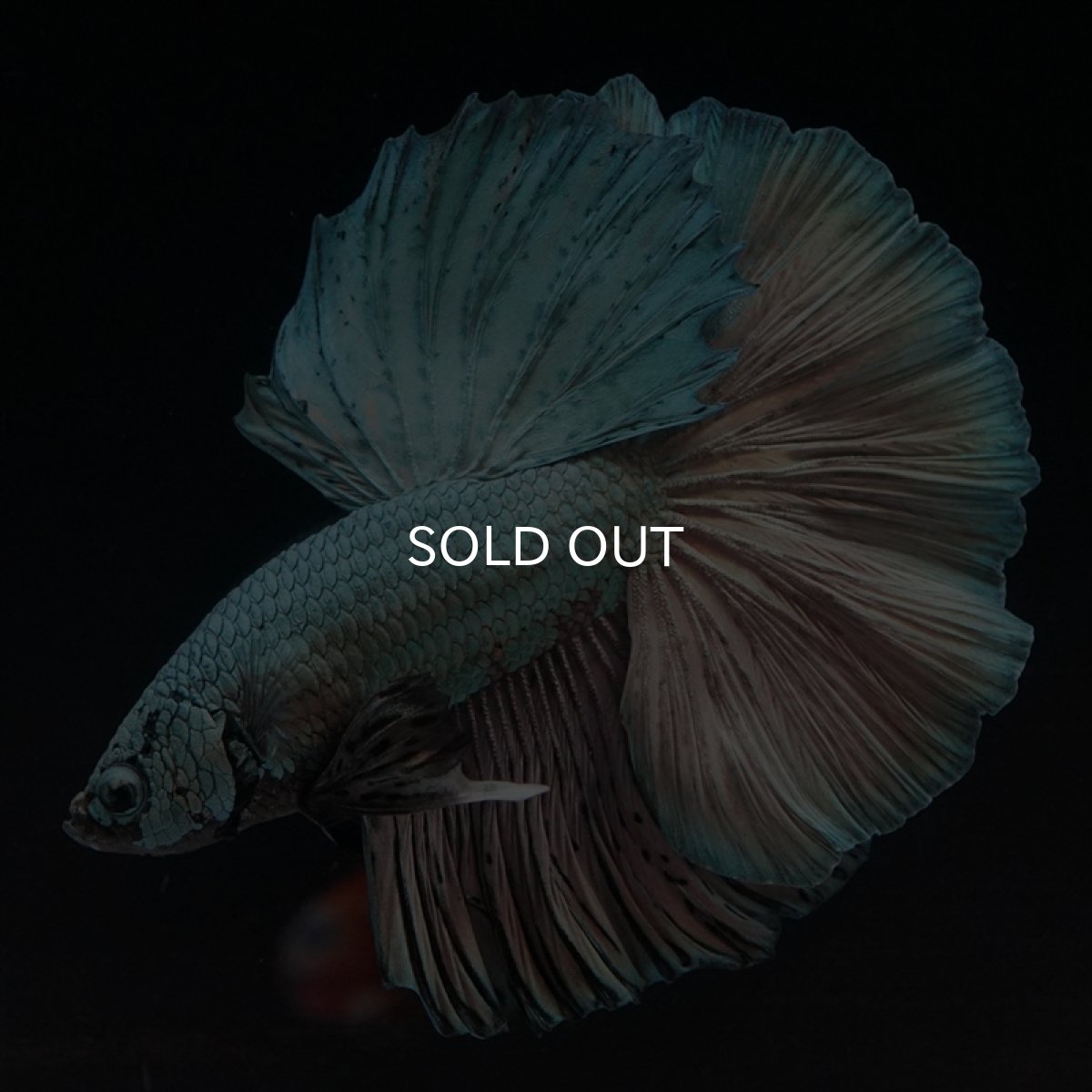 画像6: HM　カッパー (6)