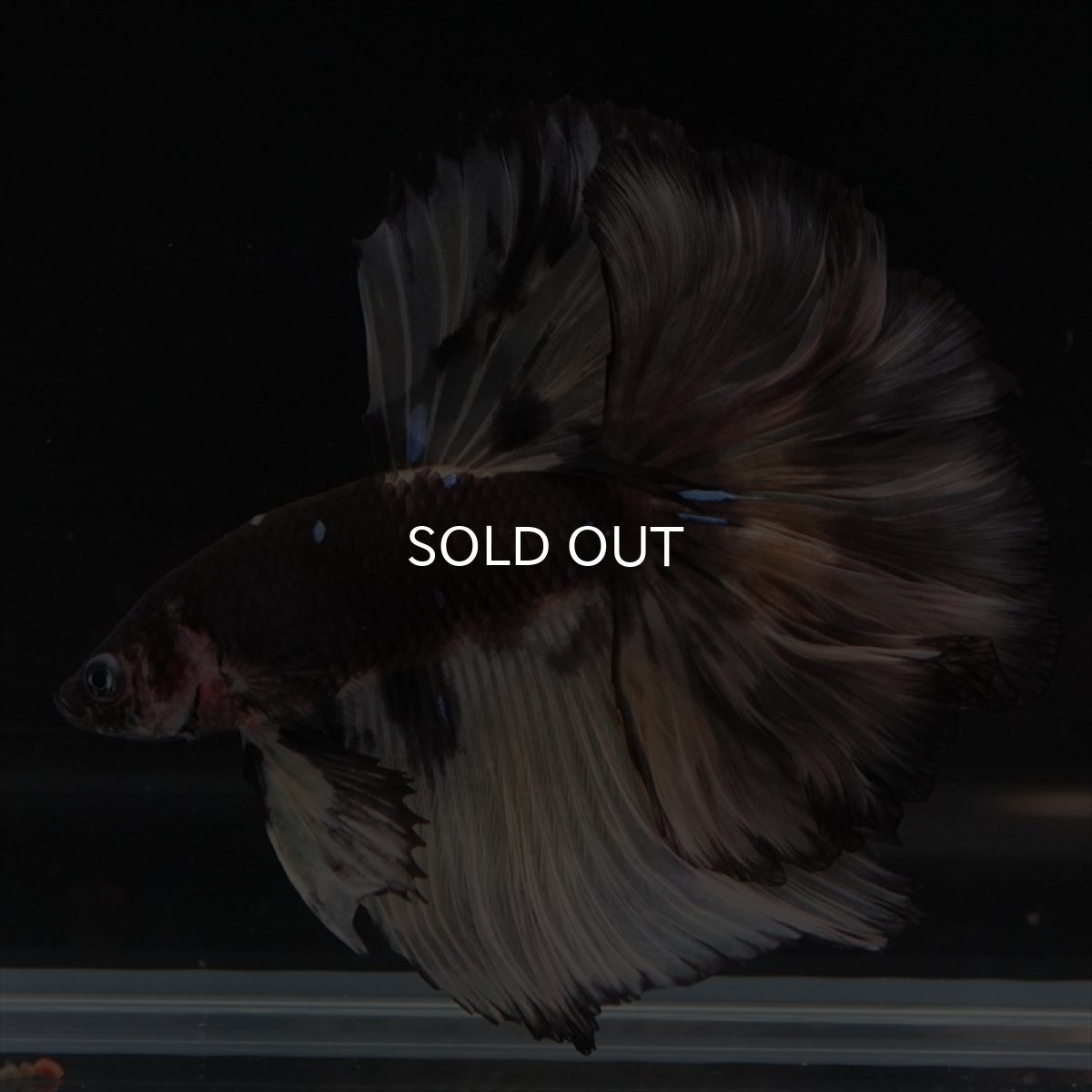 画像10: HM　ブラックイエロー　変わり柄 ローズテール (10)