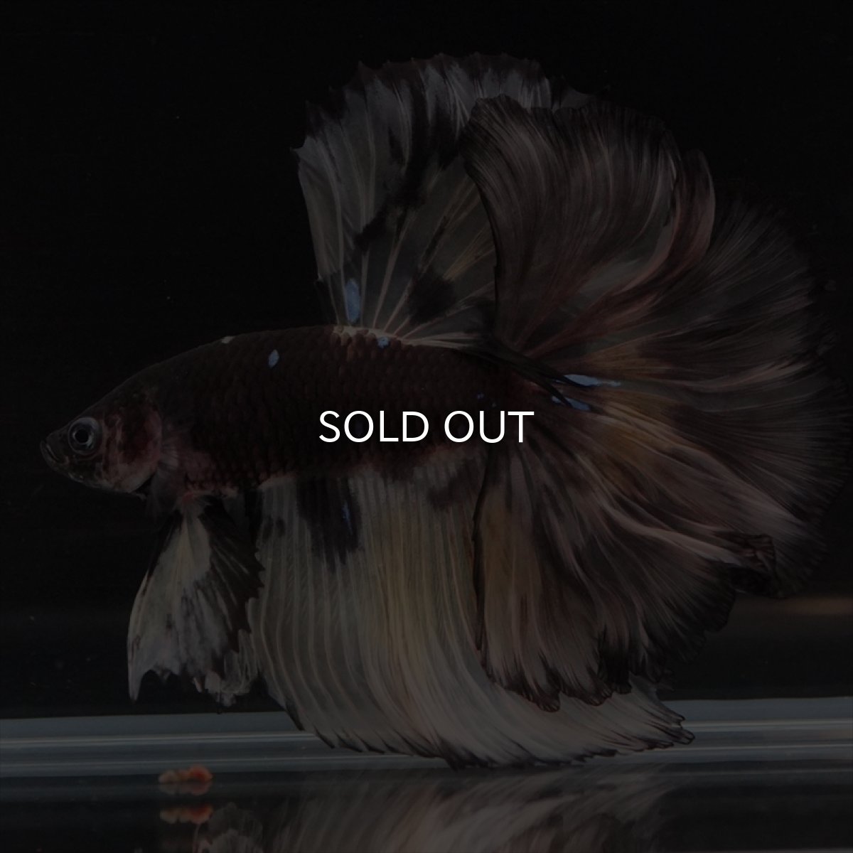 画像2: HM　ブラックイエロー　変わり柄 ローズテール (2)