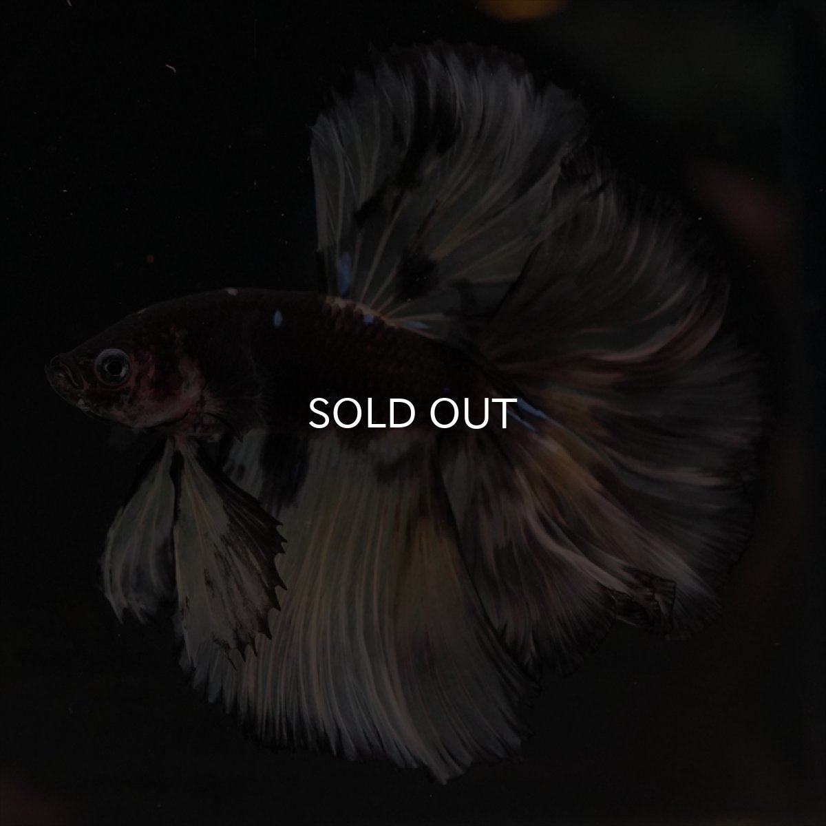 画像9: HM　ブラックイエロー　変わり柄 ローズテール (9)