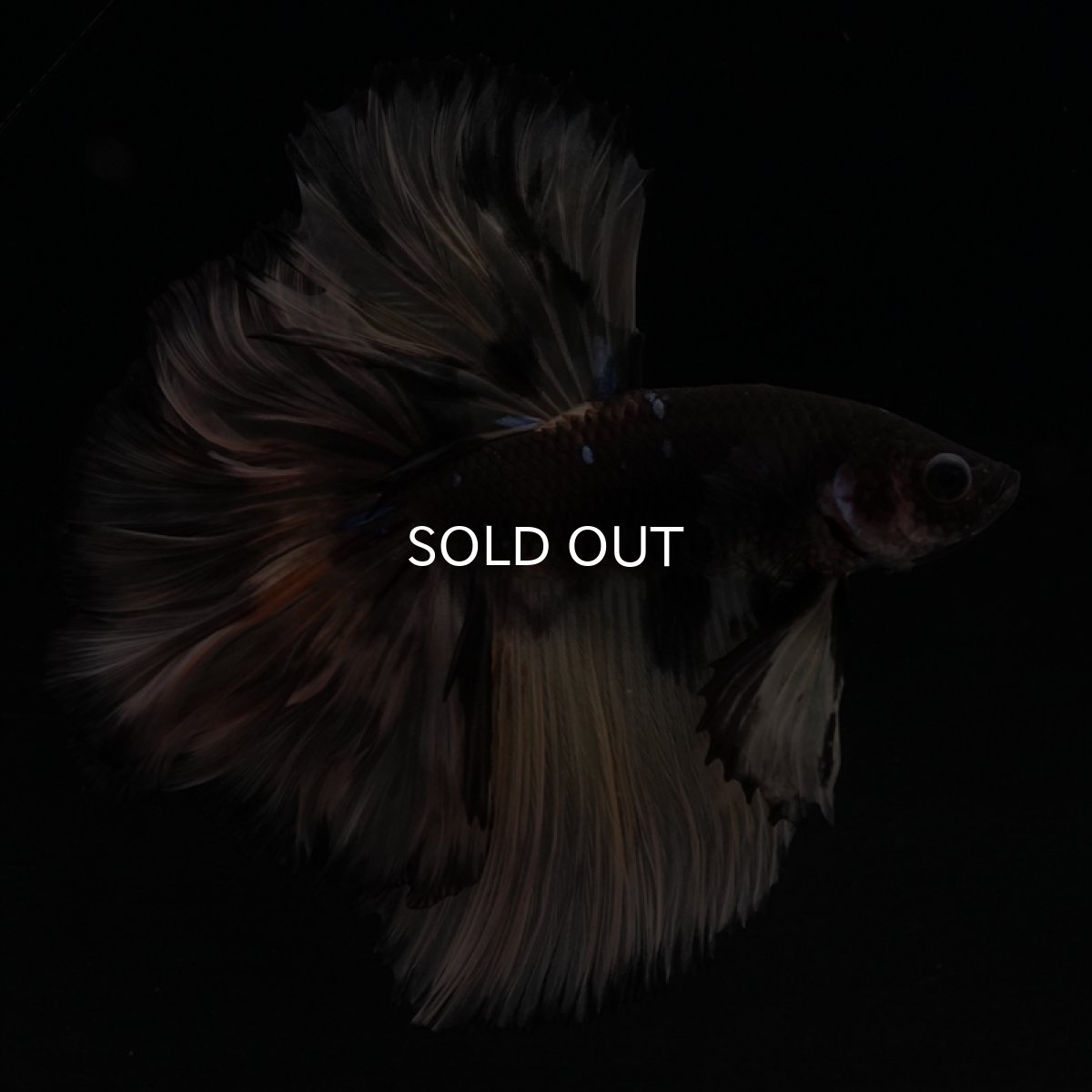 画像7: HM　ブラックイエロー　変わり柄 ローズテール (7)