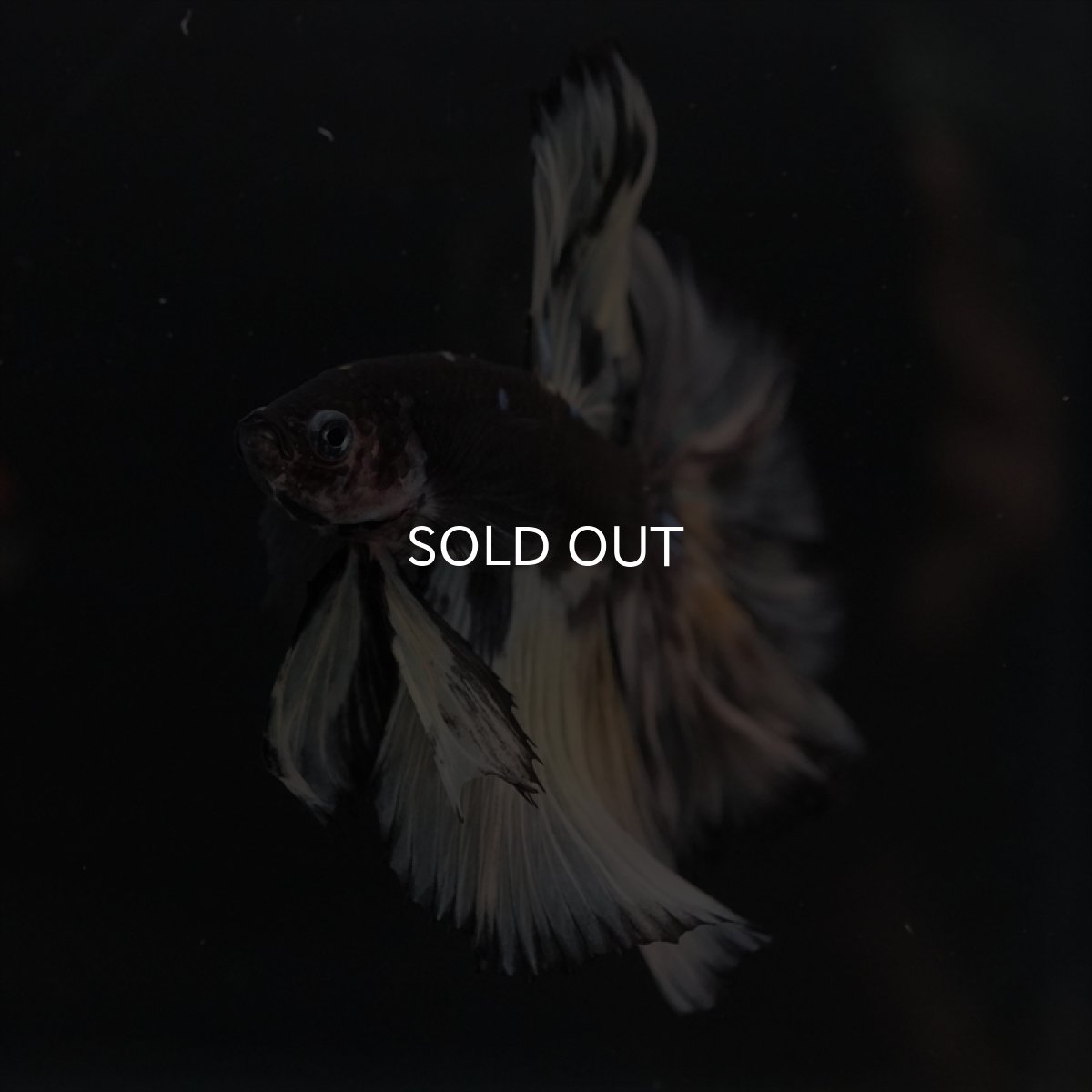 画像6: HM　ブラックイエロー　変わり柄 ローズテール (6)