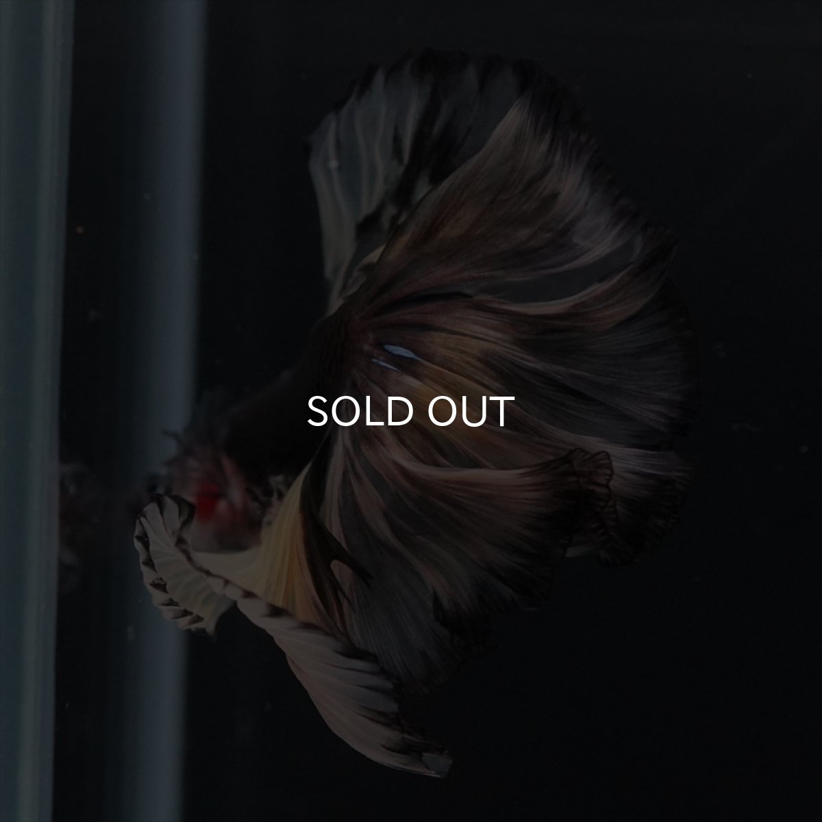 画像5: HM　ブラックイエロー　変わり柄 ローズテール (5)