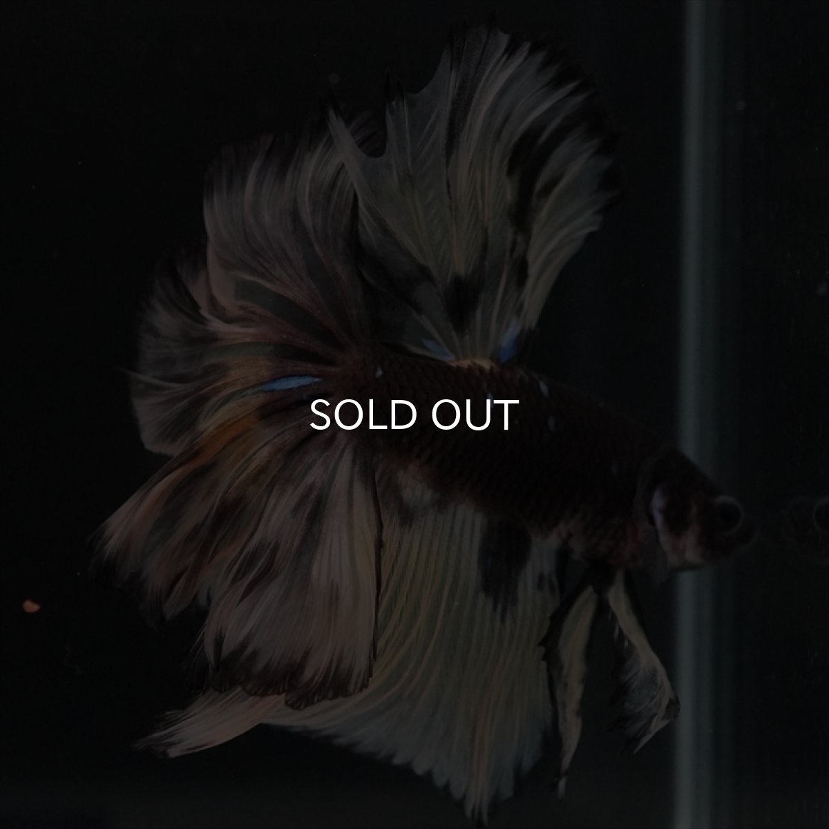 画像4: HM　ブラックイエロー　変わり柄 ローズテール (4)