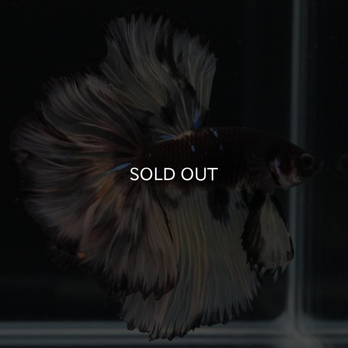 画像3: HM　ブラックイエロー　変わり柄 ローズテール (3)