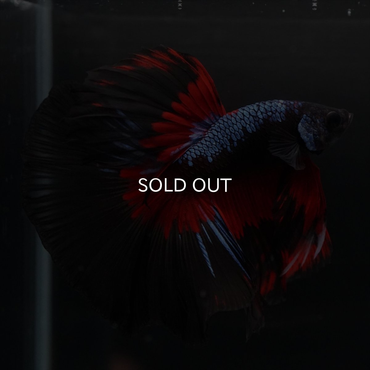 画像4: HM　ブルーブラック　変わり柄 (4)