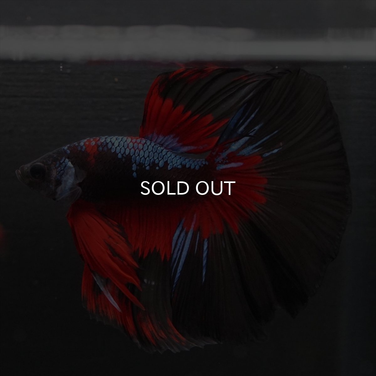 画像2: HM　ブルーブラック　変わり柄 (2)