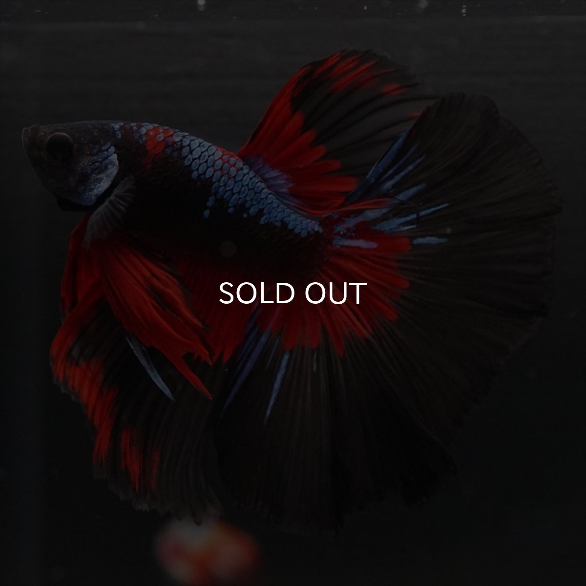 画像7: HM　ブルーブラック　変わり柄 (7)