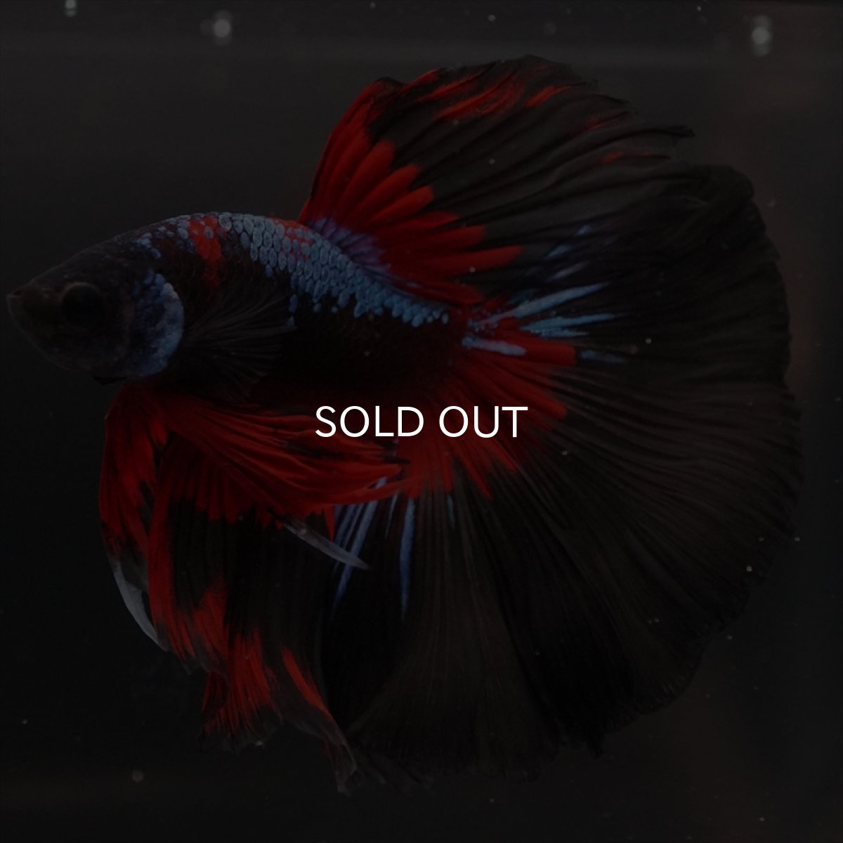 画像6: HM　ブルーブラック　変わり柄 (6)