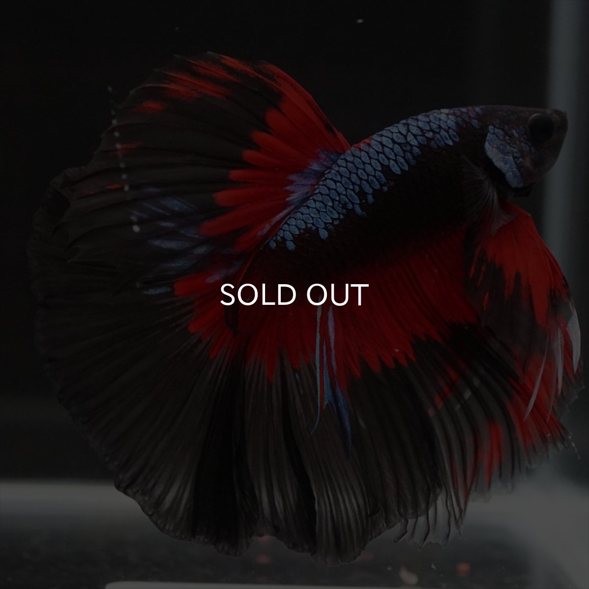 画像5: HM　ブルーブラック　変わり柄 (5)