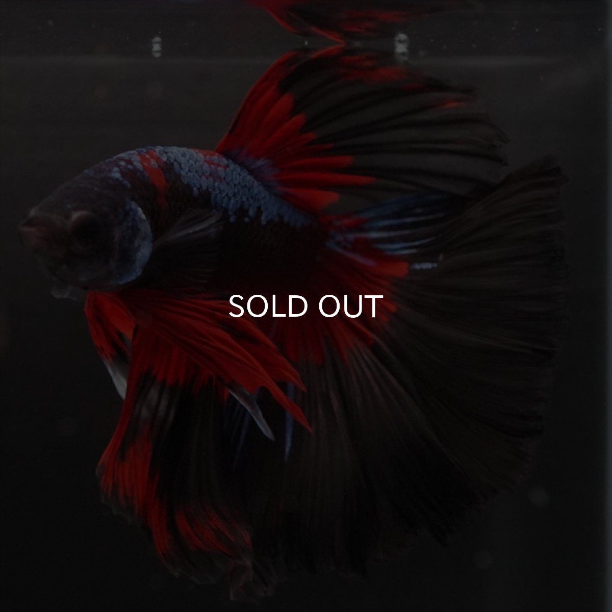 画像3: HM　ブルーブラック　変わり柄 (3)