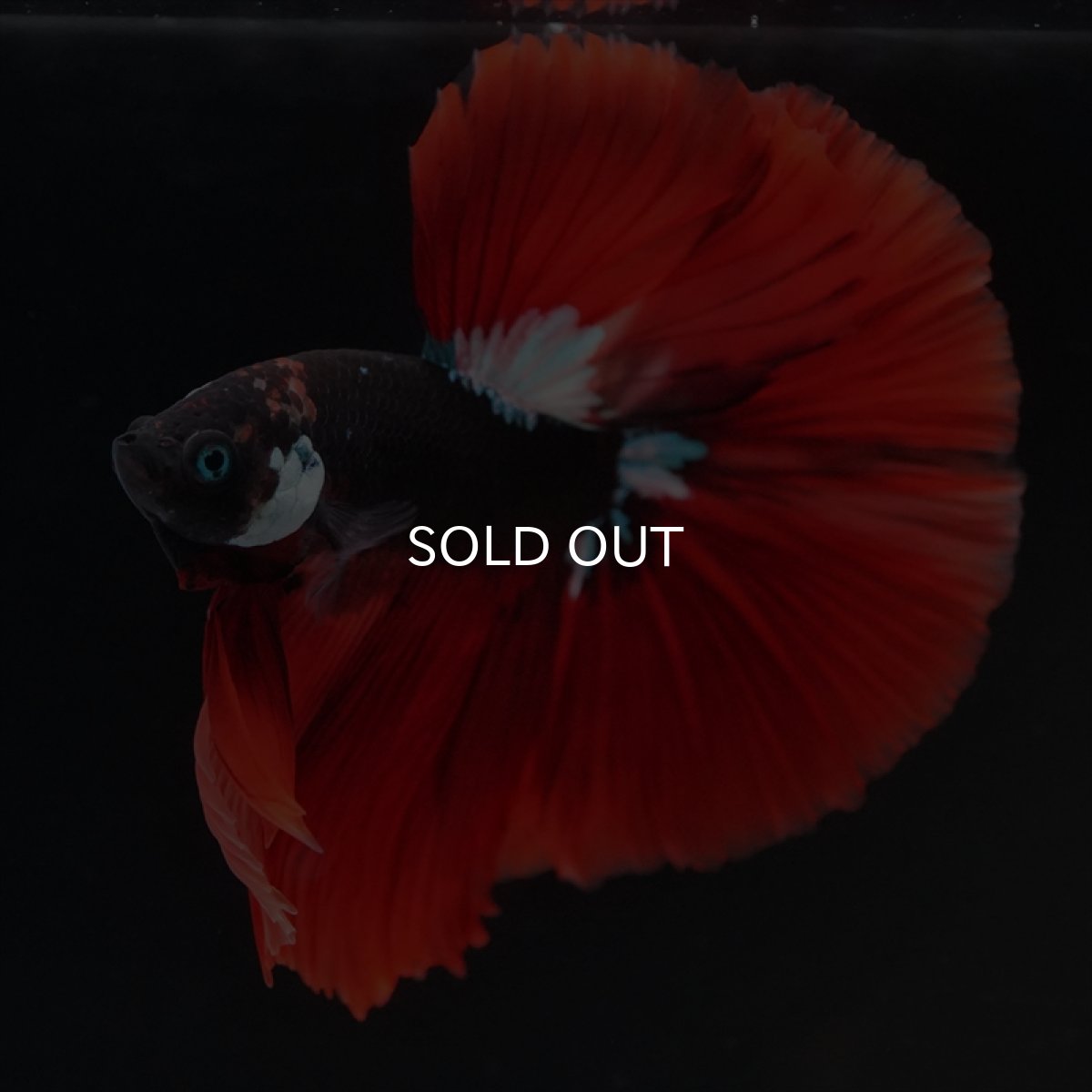 画像2: HM　ブラックキャンディ　変わり柄 (2)