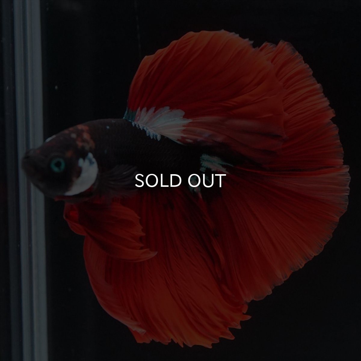 画像14: HM　ブラックキャンディ　変わり柄 (14)