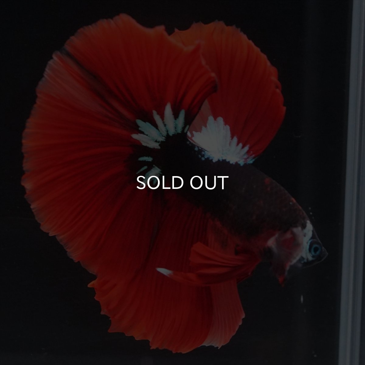 画像13: HM　ブラックキャンディ　変わり柄 (13)