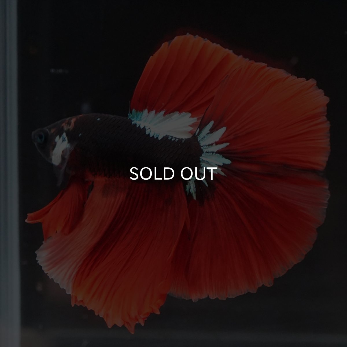 画像11: HM　ブラックキャンディ　変わり柄 (11)