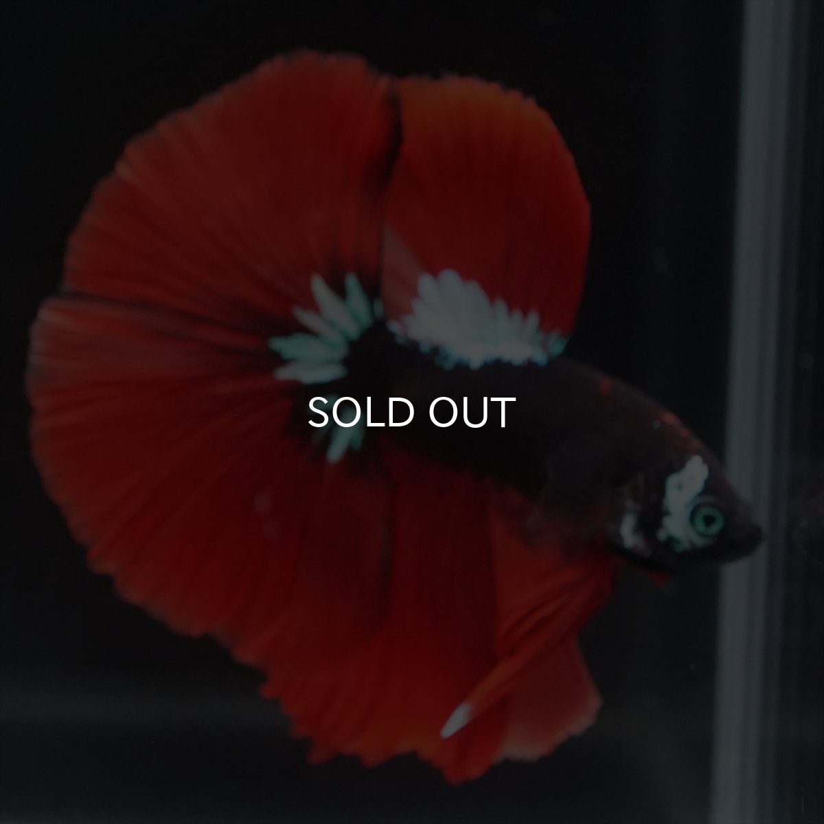 画像5: HM　ブラックキャンディ　変わり柄 (5)