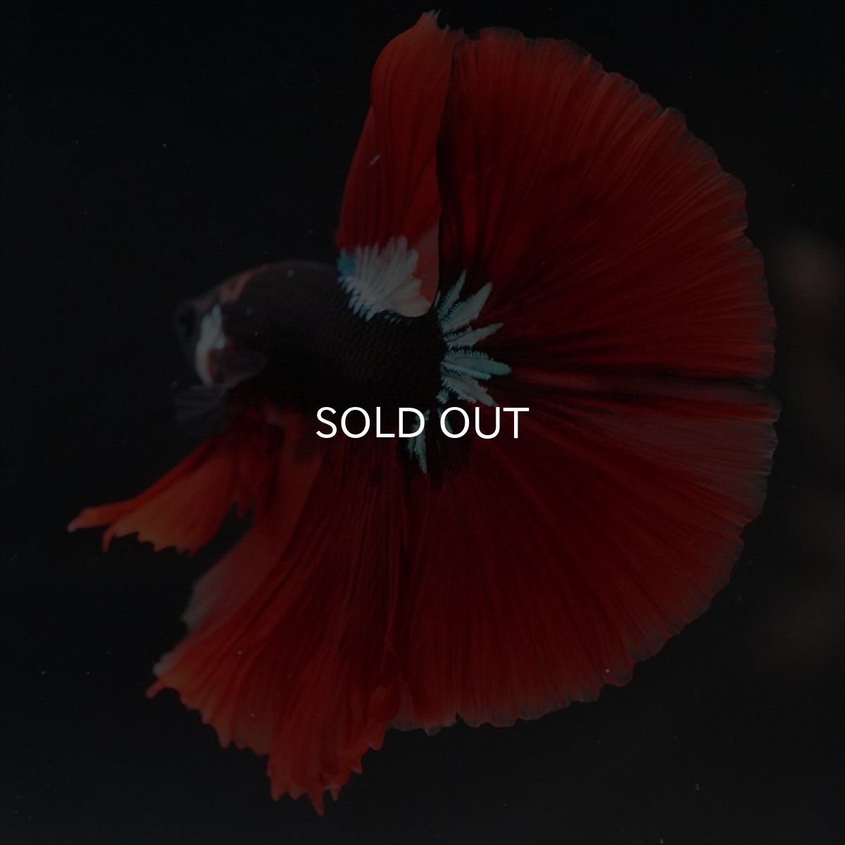 画像3: HM　ブラックキャンディ　変わり柄 (3)