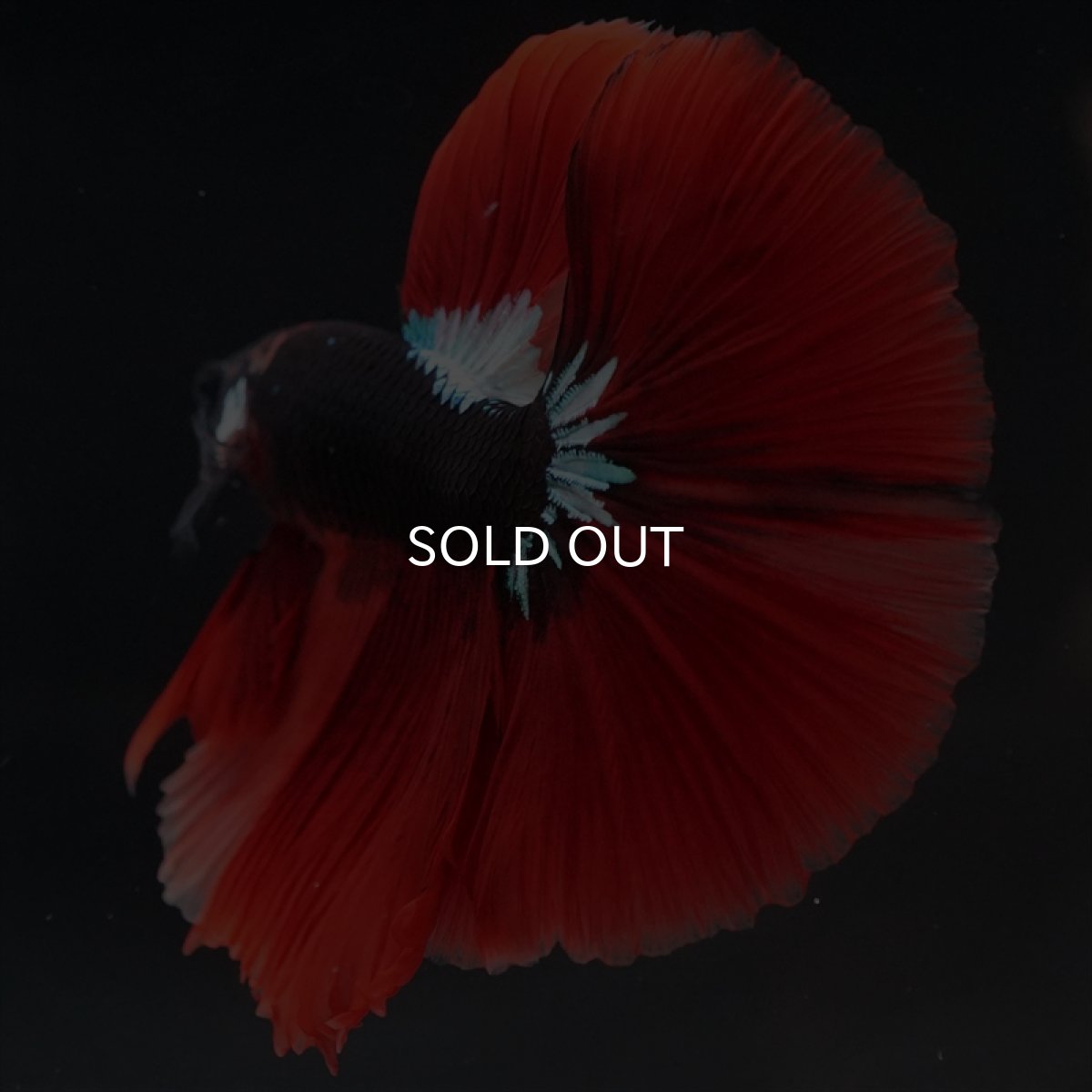 画像10: HM　ブラックキャンディ　変わり柄 (10)