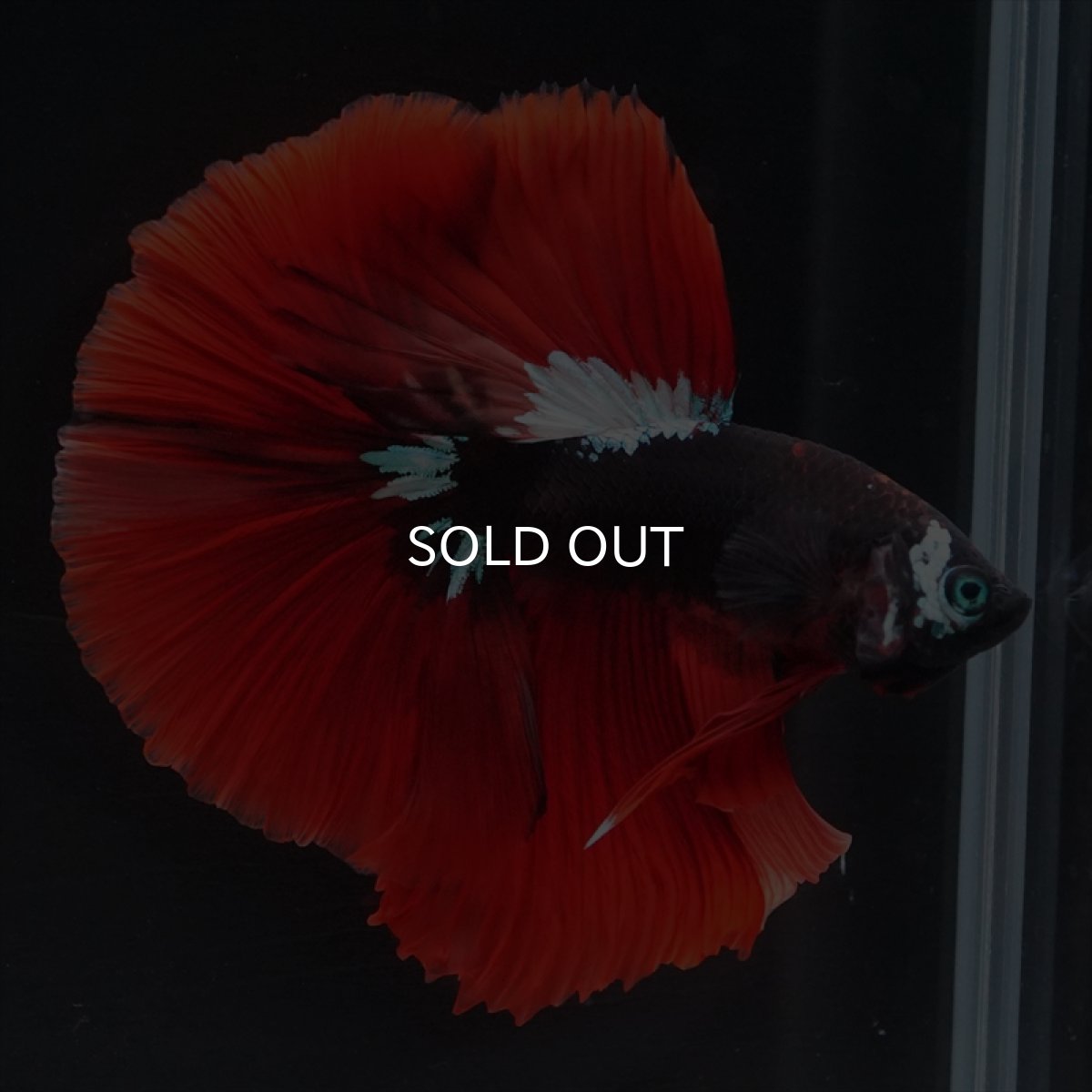 画像9: HM　ブラックキャンディ　変わり柄 (9)