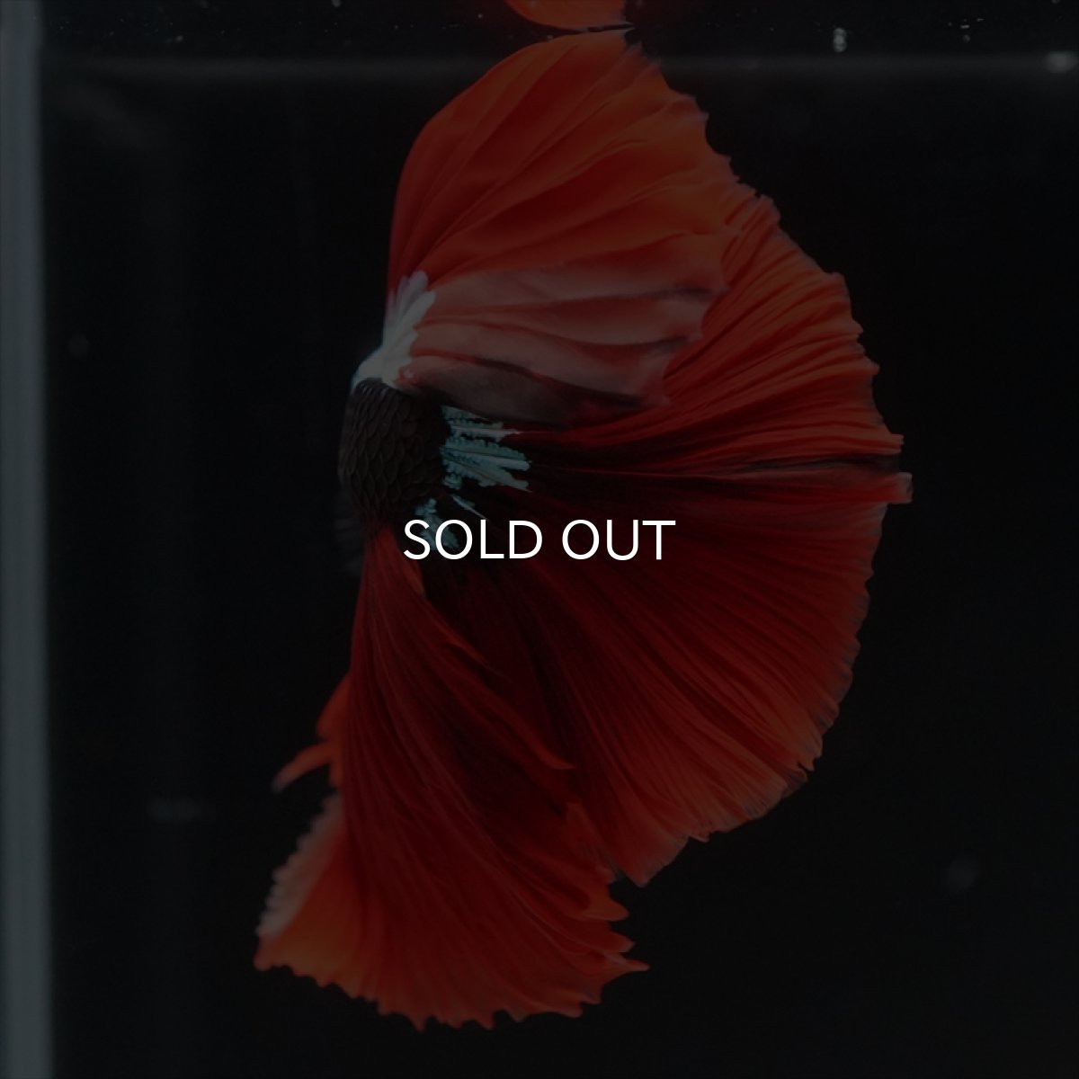 画像8: HM　ブラックキャンディ　変わり柄 (8)