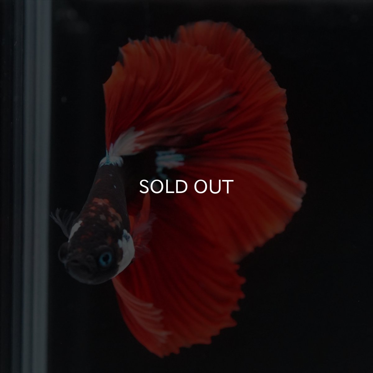 画像7: HM　ブラックキャンディ　変わり柄 (7)