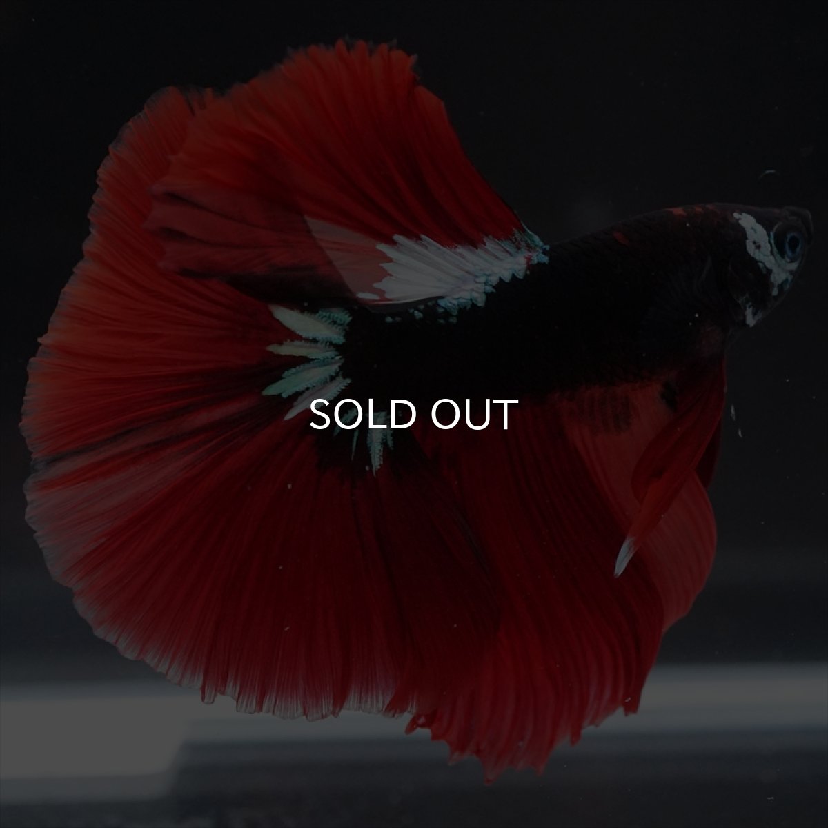 画像6: HM　ブラックキャンディ　変わり柄 (6)