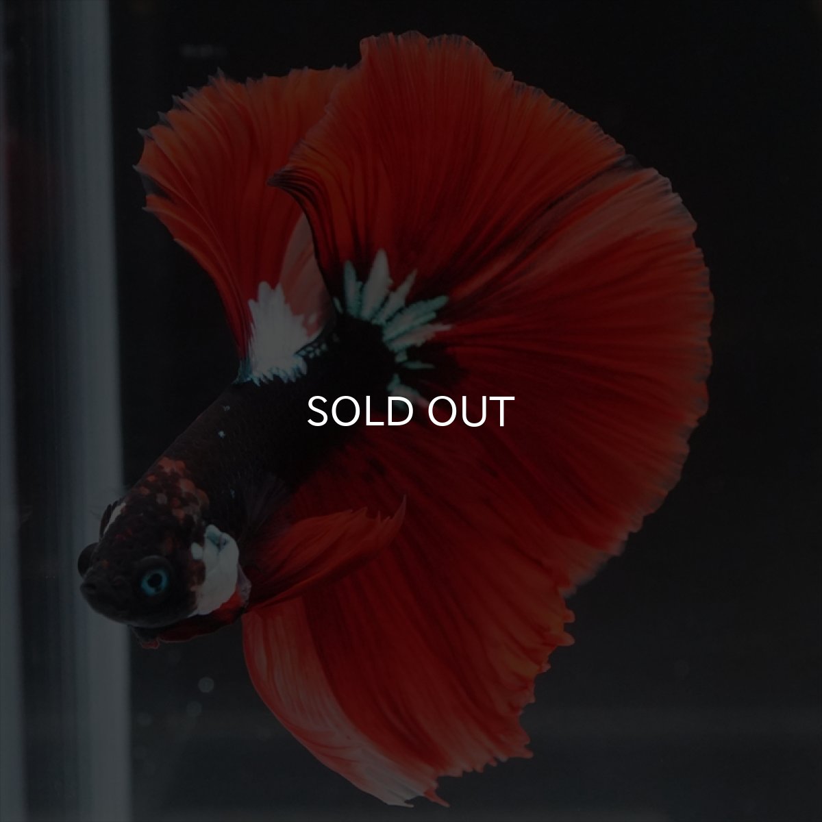 画像4: HM　ブラックキャンディ　変わり柄 (4)