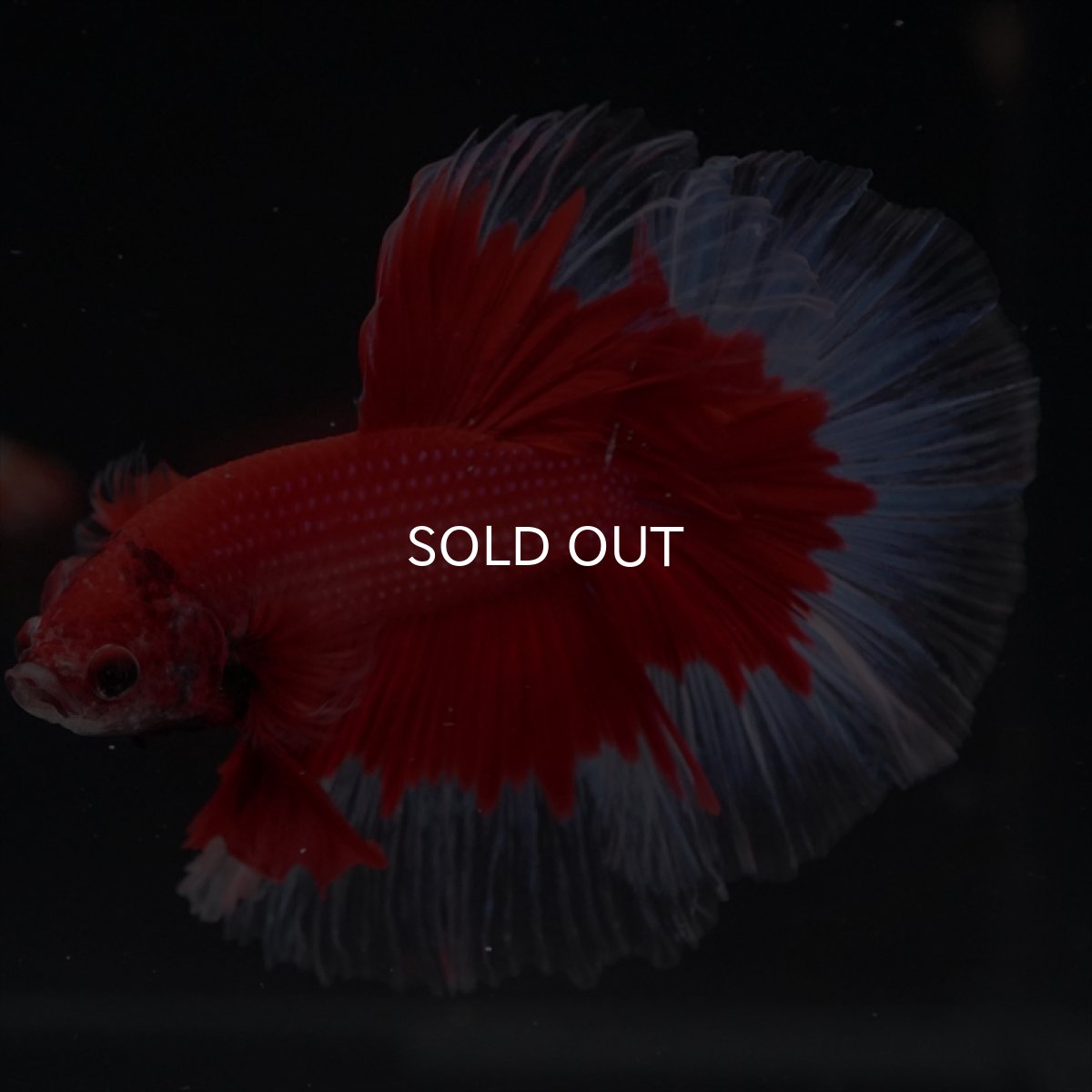 画像4: HM　レッドバタフライ (4)