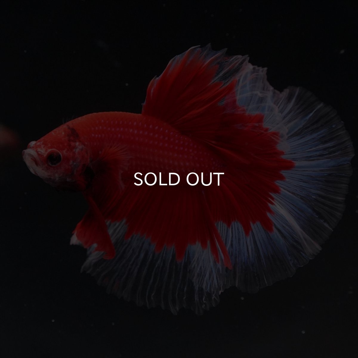 画像5: HM　レッドバタフライ (5)