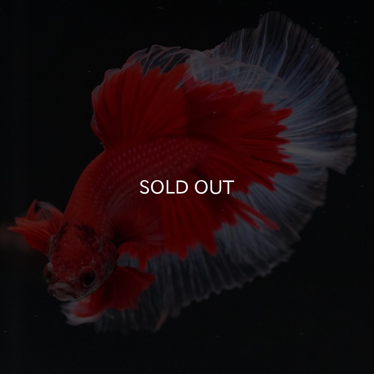 画像6: HM　レッドバタフライ (6)