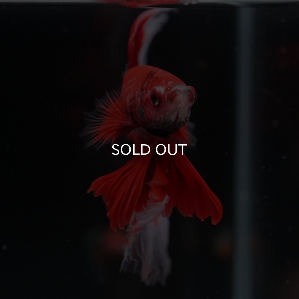 画像3: HM　レッドバタフライ (3)