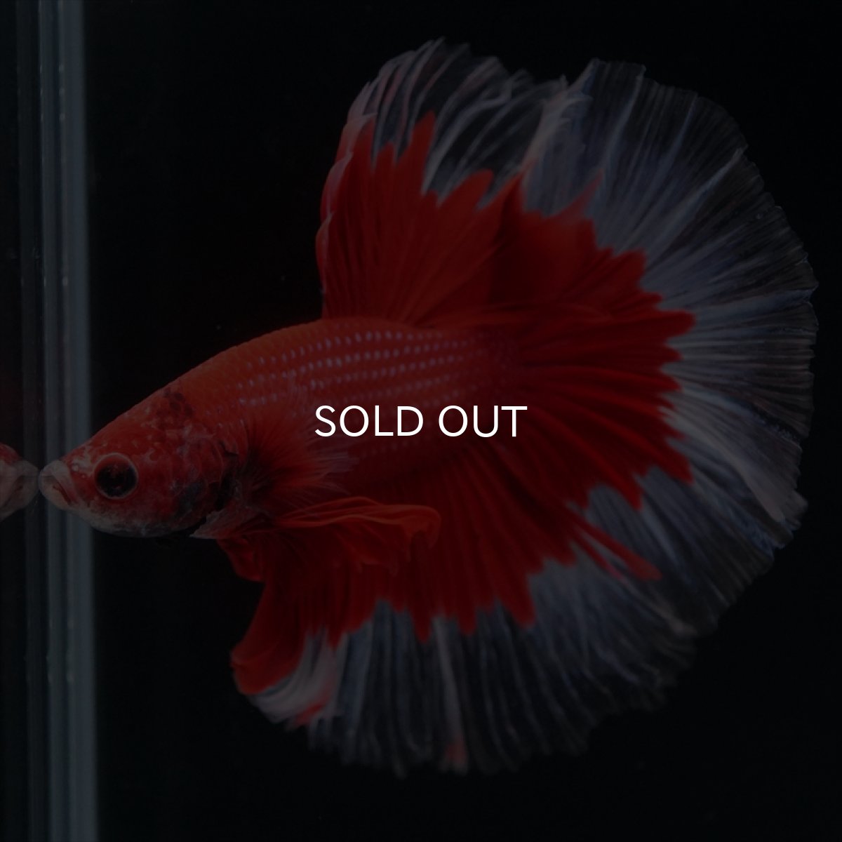 画像2: HM　レッドバタフライ (2)