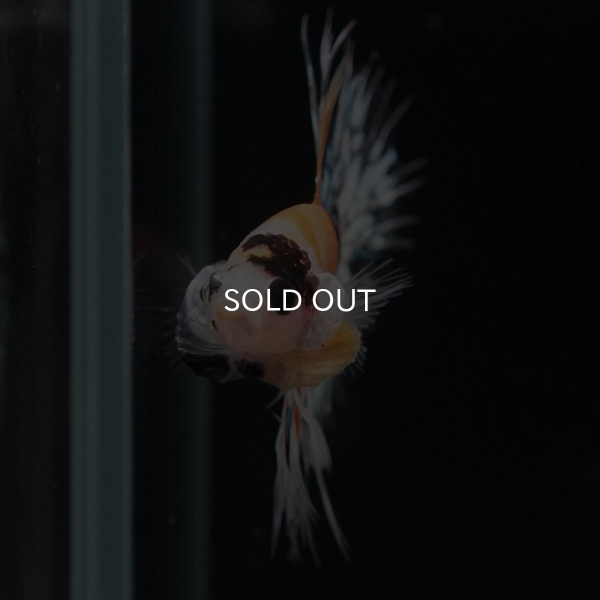 画像12: CT　イエロータイガー (12)