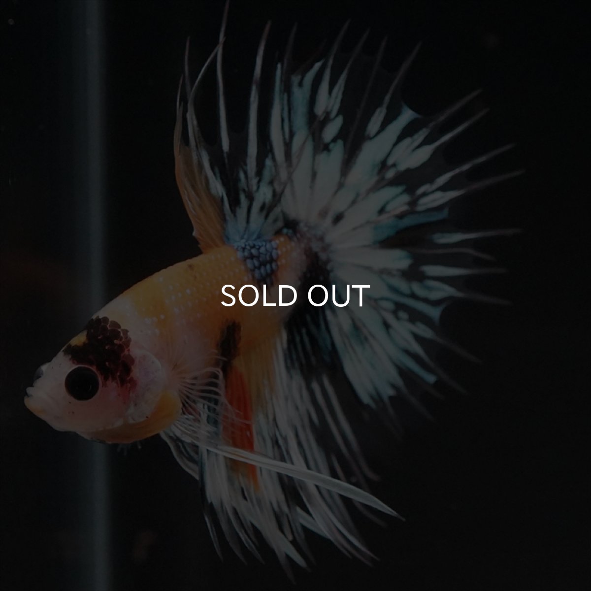 画像11: CT　イエロータイガー (11)