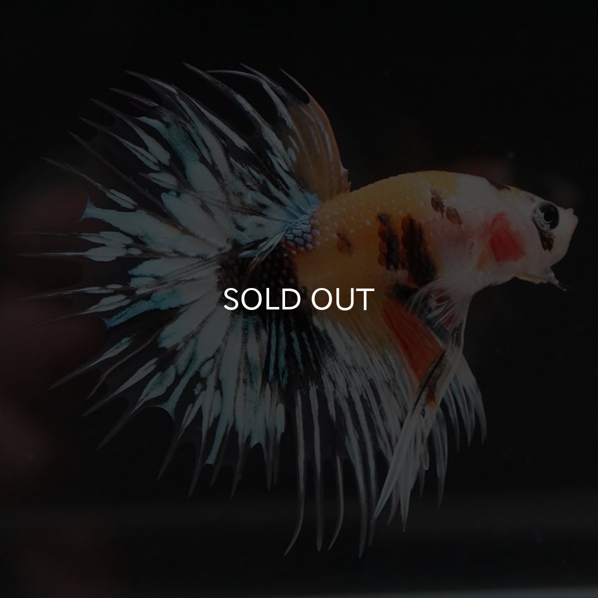 画像3: CT　イエロータイガー (3)