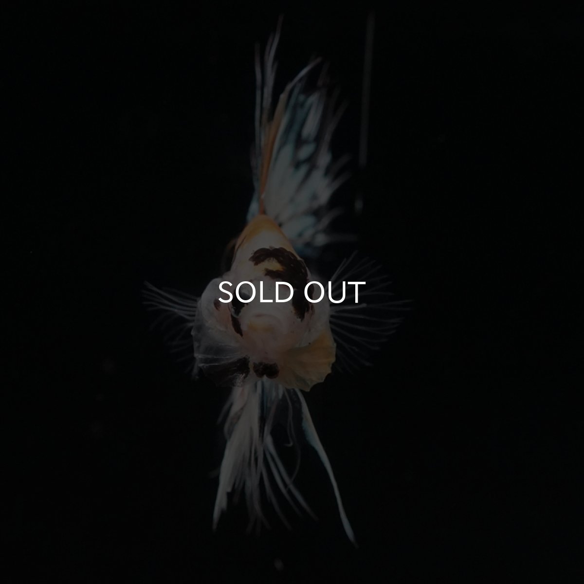 画像10: CT　イエロータイガー (10)