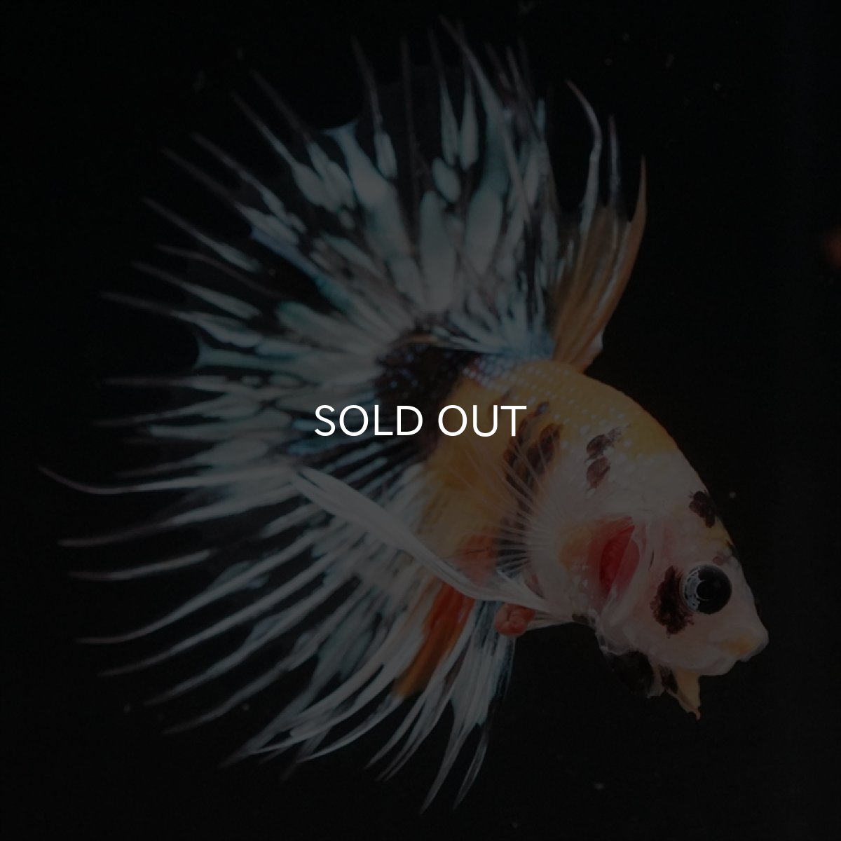 画像9: CT　イエロータイガー (9)