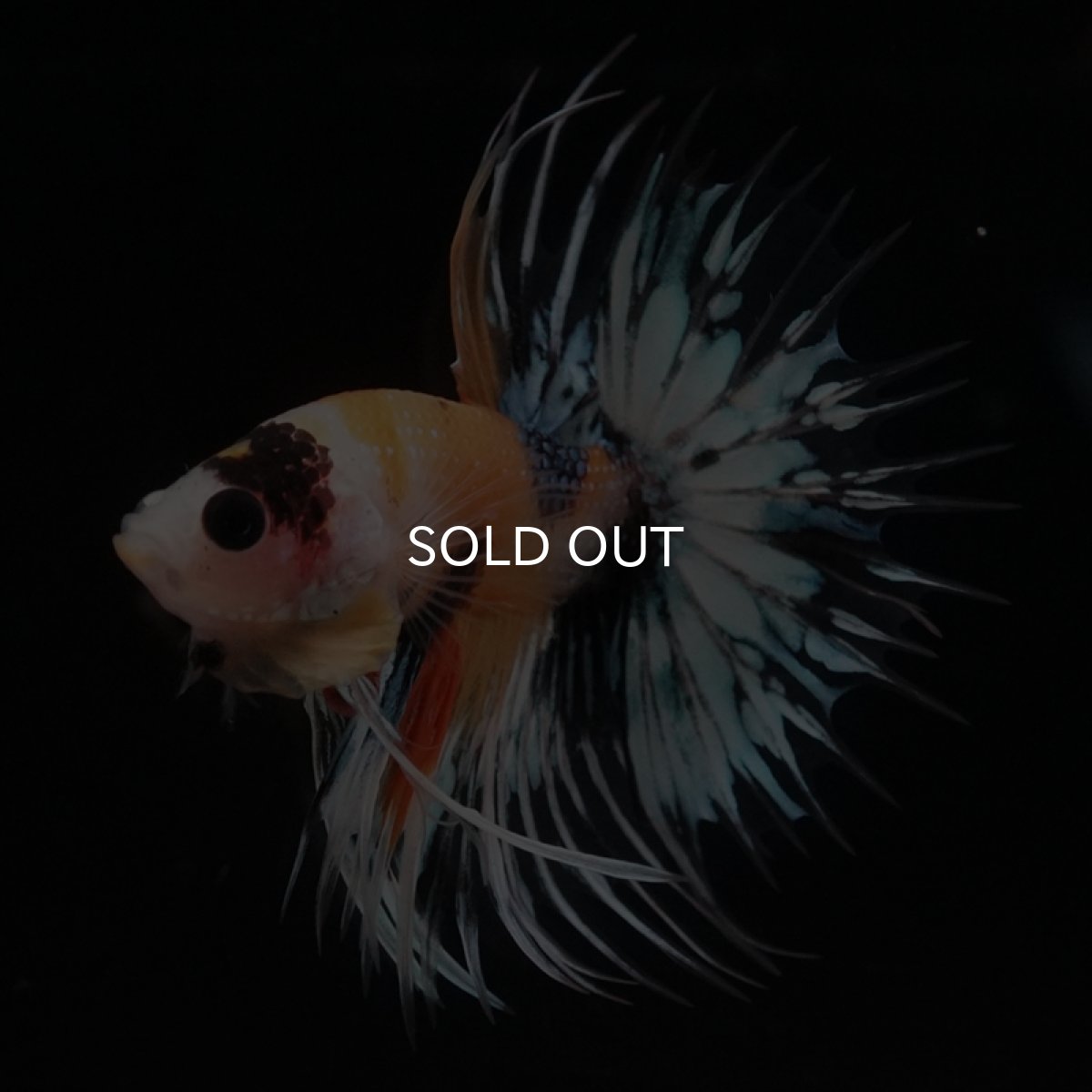 画像2: CT　イエロータイガー (2)