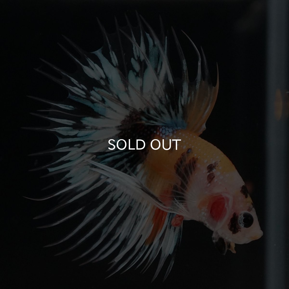 画像8: CT　イエロータイガー (8)