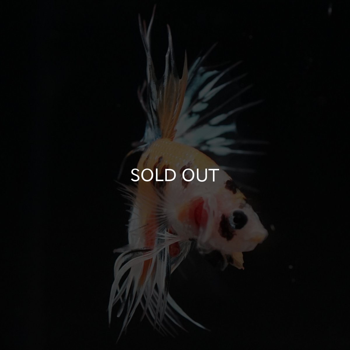 画像7: CT　イエロータイガー (7)