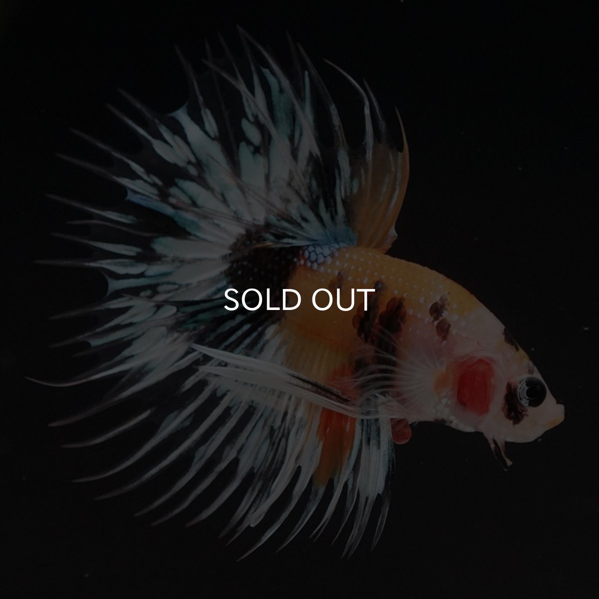 画像6: CT　イエロータイガー (6)