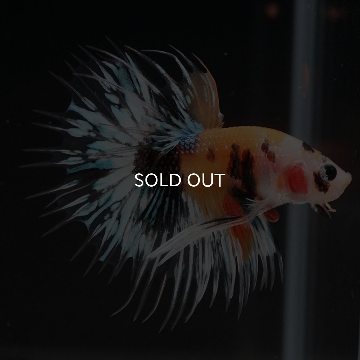 画像5: CT　イエロータイガー (5)