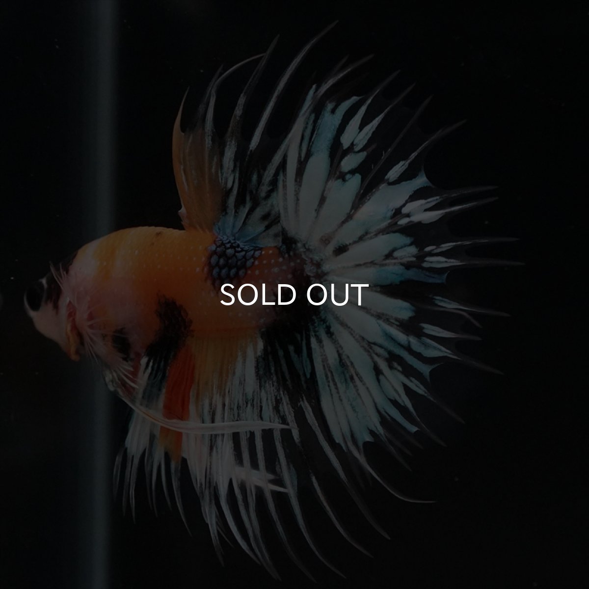 画像4: CT　イエロータイガー (4)