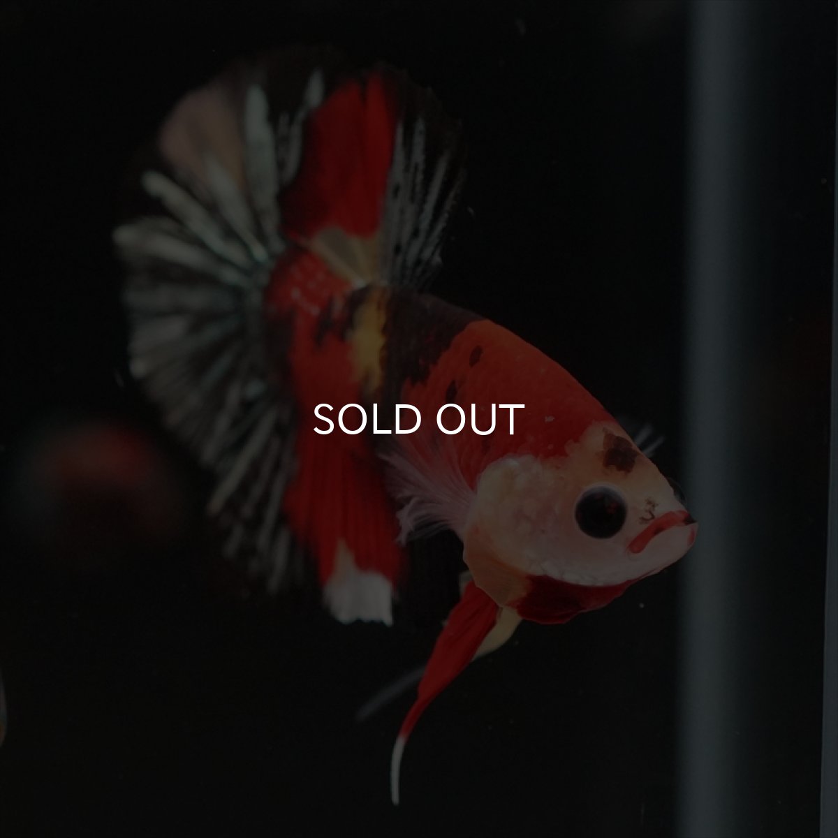 画像15: HMPK　キャンディカッパー (15)