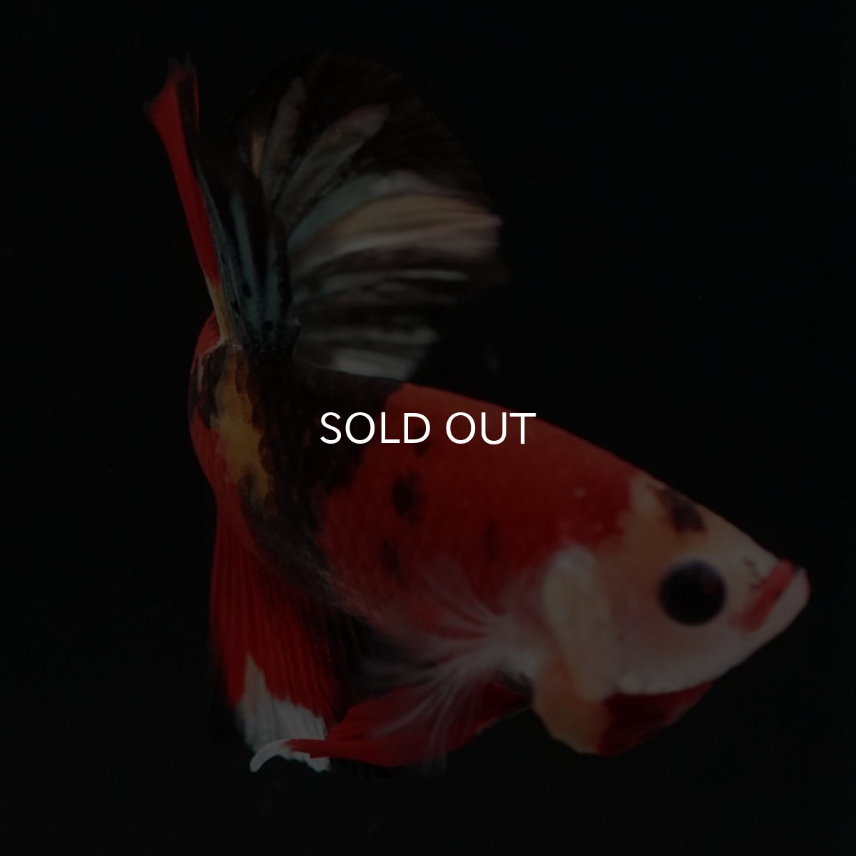 画像14: HMPK　キャンディカッパー (14)