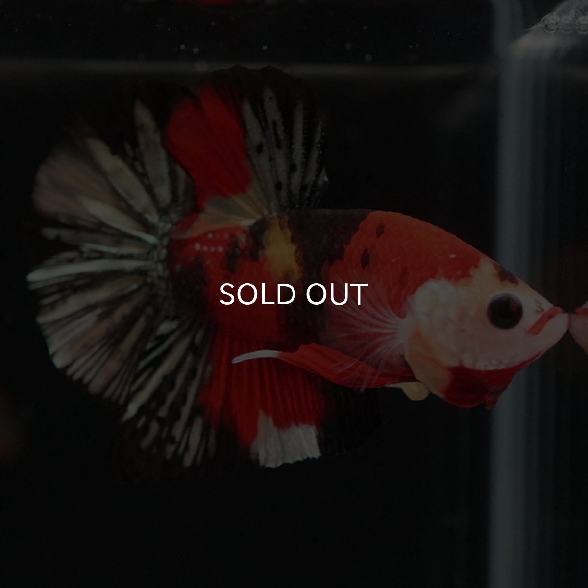 画像12: HMPK　キャンディカッパー (12)